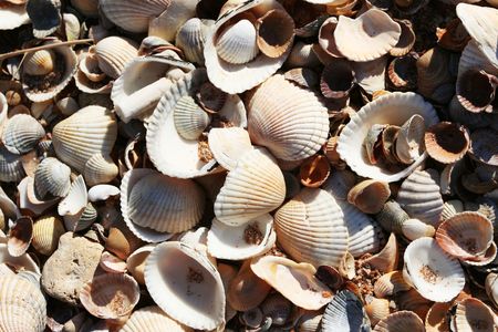Shells