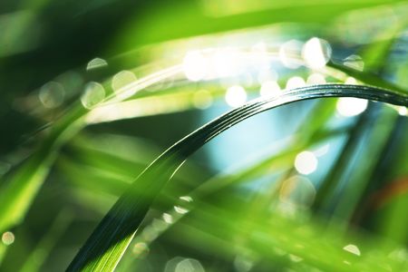 grass in water