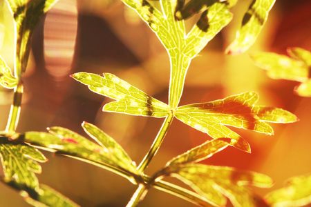 leaves