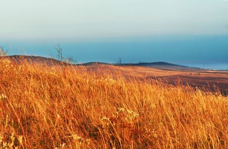 Trees on the autumn grasslandの写真素材