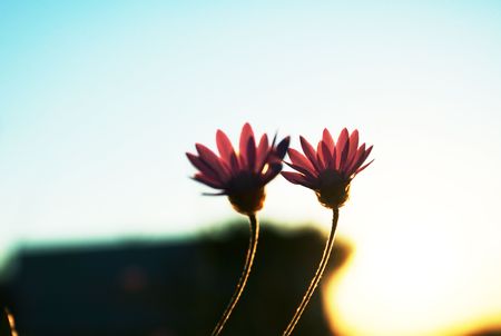 Flowerの写真素材