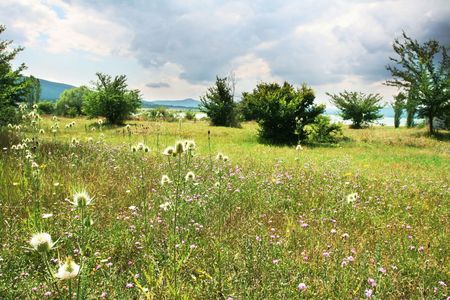 mountain meadowの写真素材