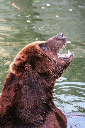 Bear in waterの写真素材
