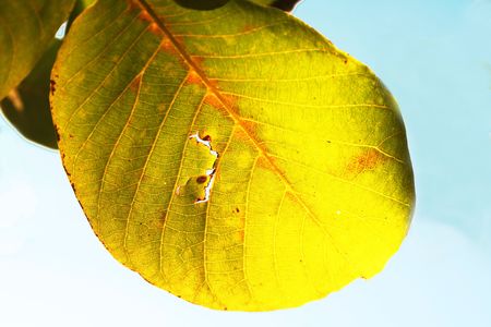 leaves on sunny の写真素材