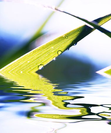Wet grassの写真素材