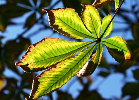 leaves on sunny backgroundの写真素材