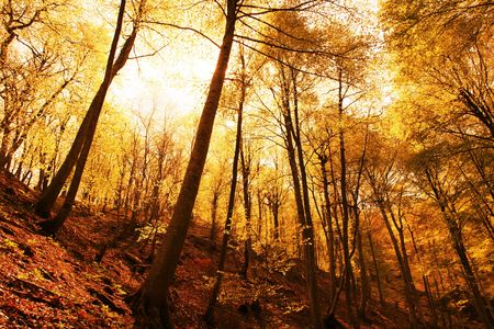 Autumn scene