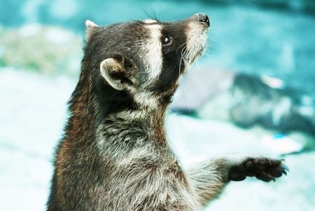 Raccoonの写真素材