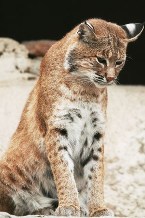 Lynxの写真素材