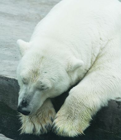 Sleeping bearの写真素材