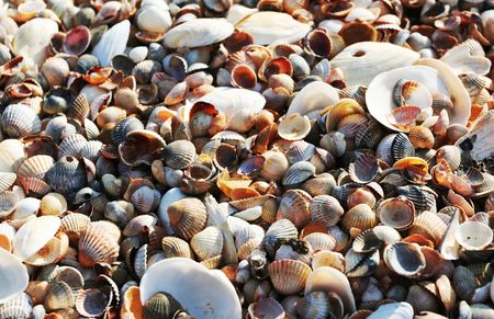 Shells