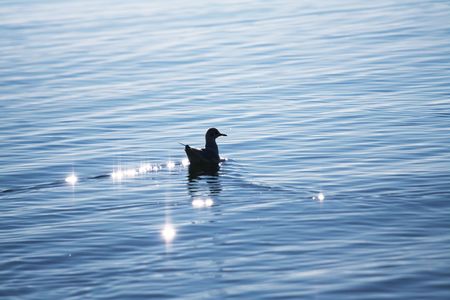 Sea gull on water