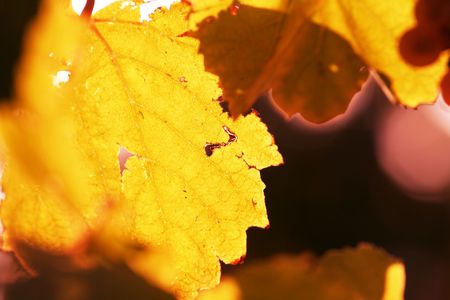 Autumn scene