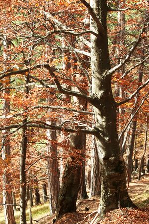 Autumn scene
