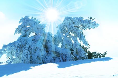 Christmas theme- frozen treesの写真素材