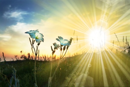 Flowers at dawnの写真素材