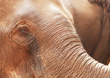 Elephants on jungle walkの写真素材