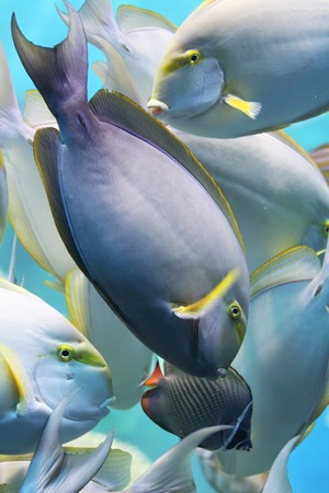 fish under water