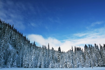 Winter forest in mountainsの写真素材