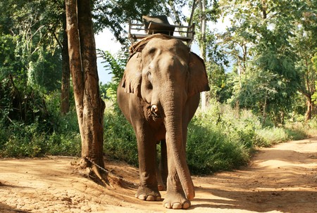 Elephant