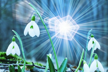 Snowdropの写真素材