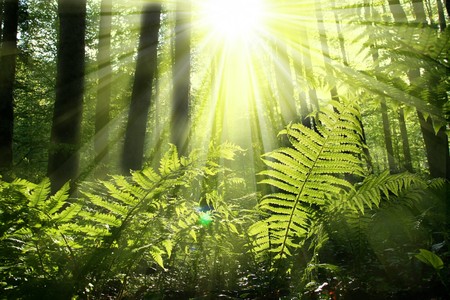 in the forestの写真素材