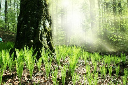 in the forestの写真素材