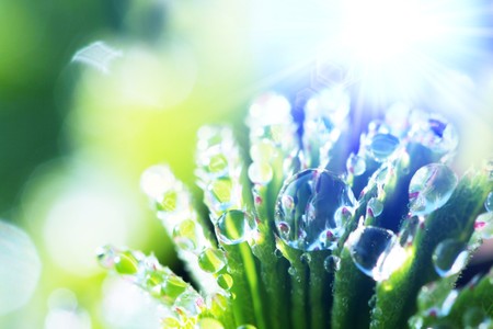 Drop in grassの写真素材