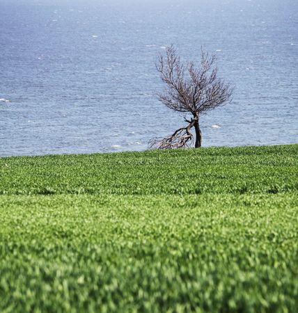 Alone treeの写真素材