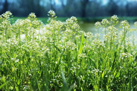 Flowers in handsの写真素材