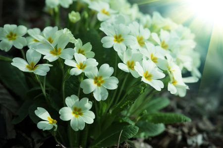 flowersの写真素材