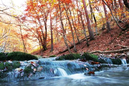 autumn forest