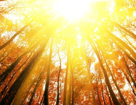 Autumn forestの写真素材