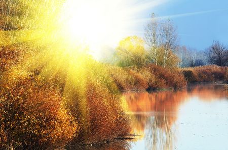 Autumn forestの写真素材
