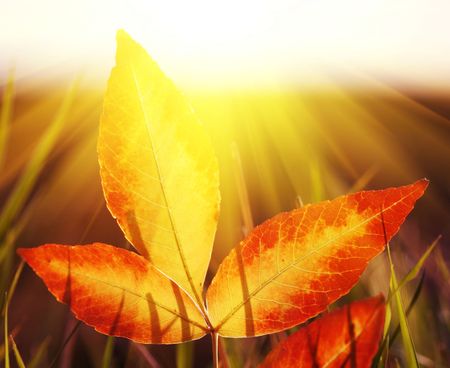 autumn scene