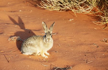 rabbitの写真素材