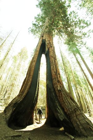 Sequoias in Yosemite National Parkの写真素材