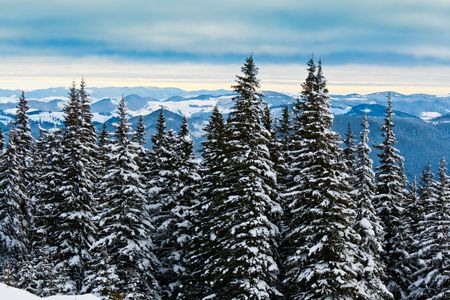 Winter forest in mountainsの写真素材