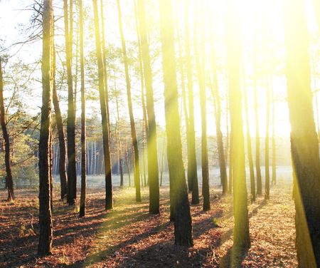 Morning in the forest