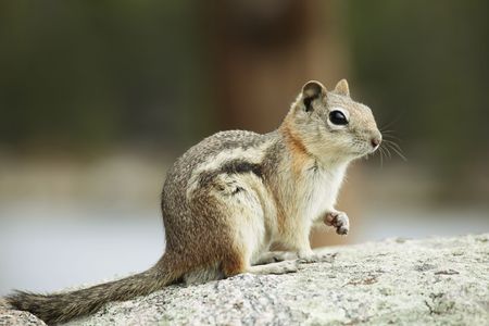 squirrel
