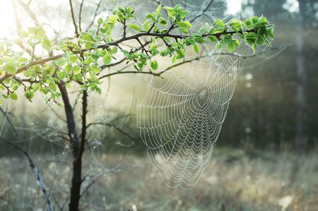 Spiderweb on the grass