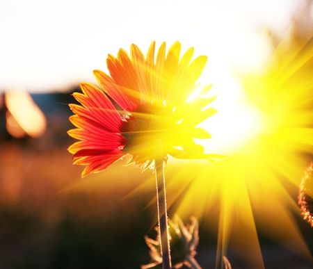 Flowerの写真素材