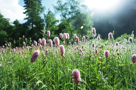 mountains meadowの写真素材