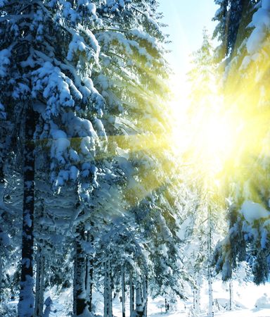 Winter forest in mountainsの写真素材