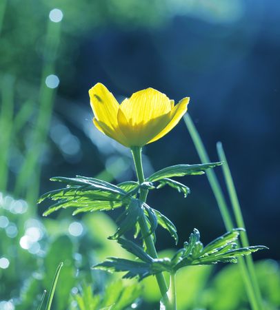 Flowerの写真素材