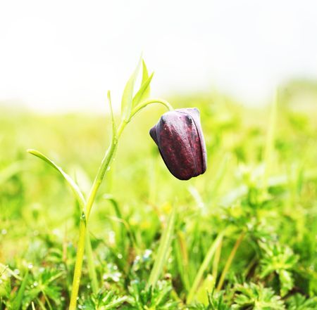 Flowerの写真素材