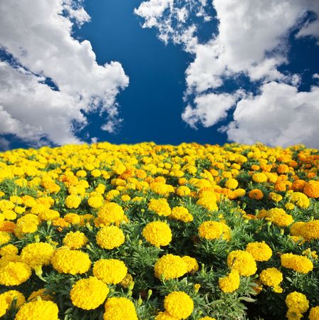 Green meadow and skyの写真素材