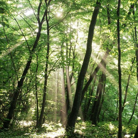 summer forestの写真素材