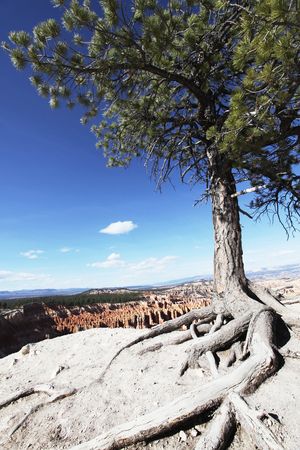 Bryce canyonの写真素材