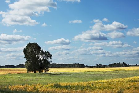 Field and treesの写真素材